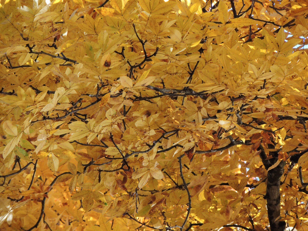 Pignut Hickory 20131101-173509.jpg