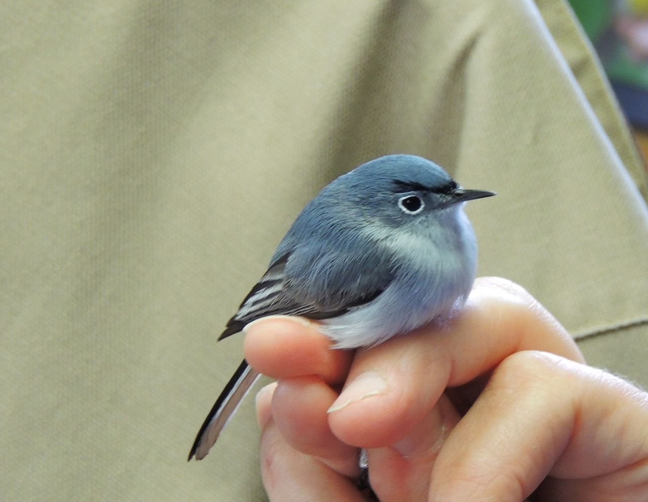 http://www.mybirdoftheday.ca/wp-content/uploads/2014/04/Blue-gray-Gnatcatcher-RP.jpg