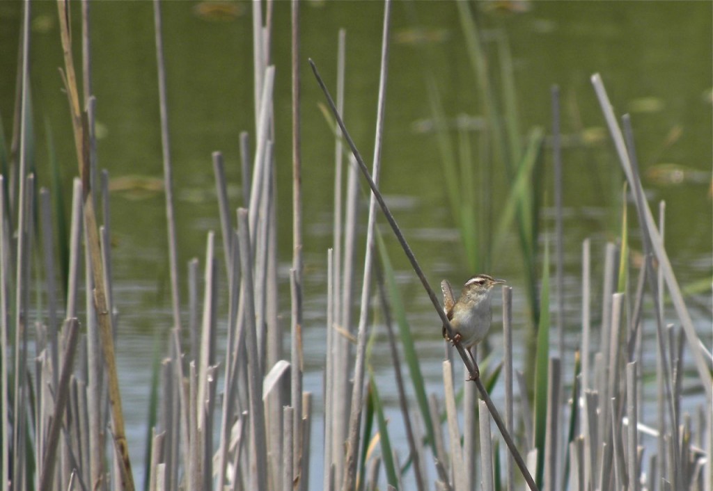 Marsh Wren. Never easy to see, they rarely stay still for very long. But this one did.