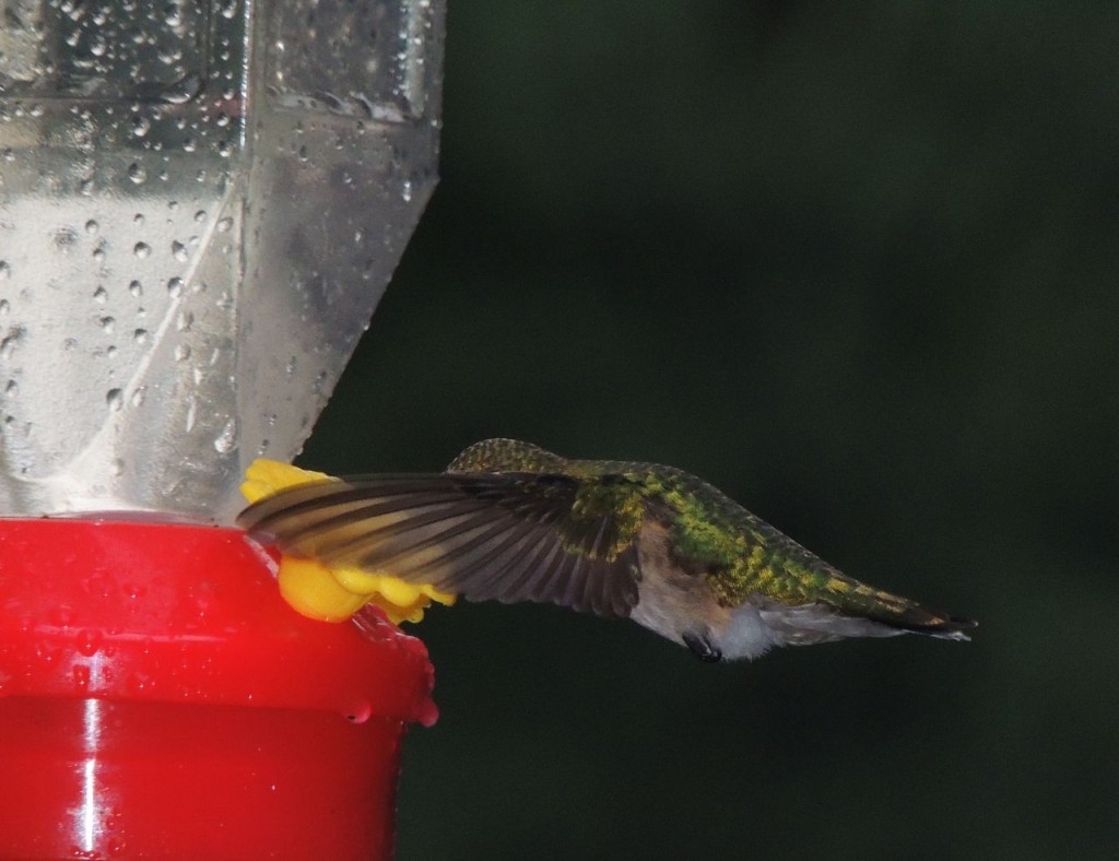 Ruby-throated-Hummingbird
