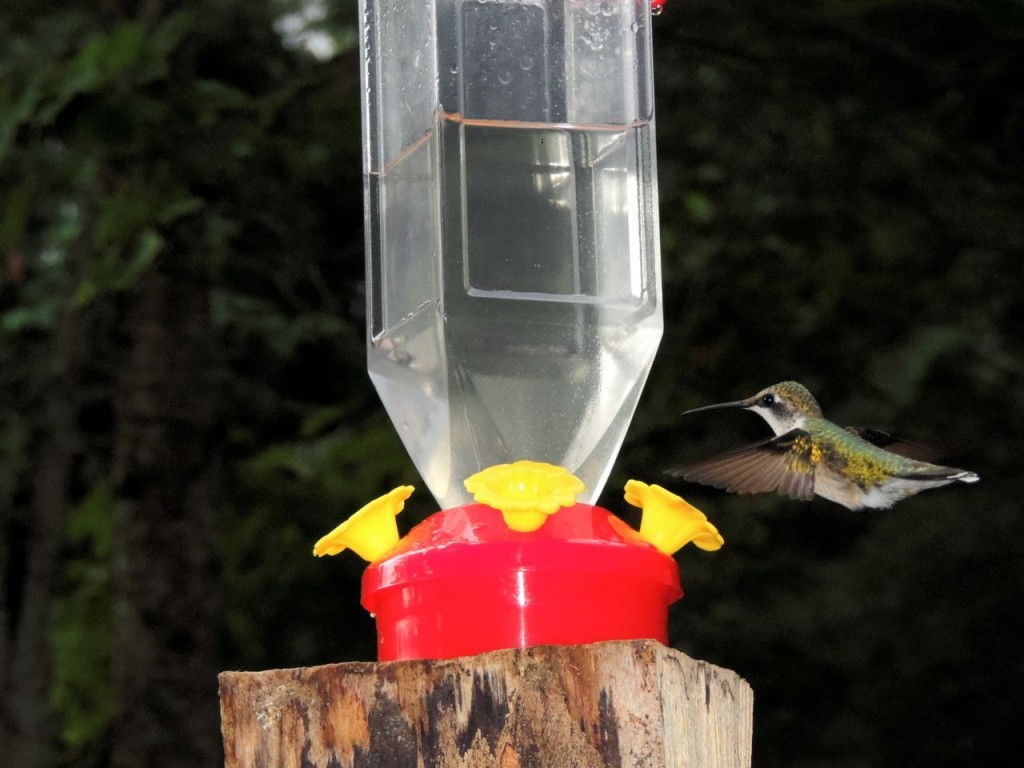 Ruby-throated-Hummingbird