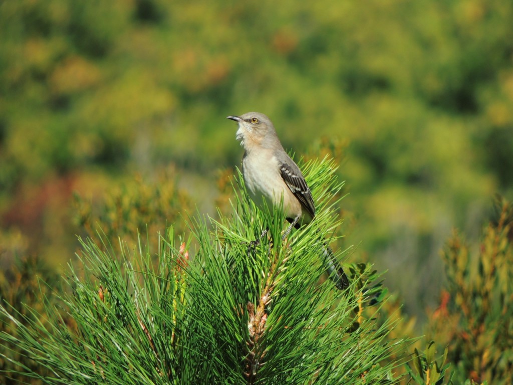 Northern Mockingbird in full song