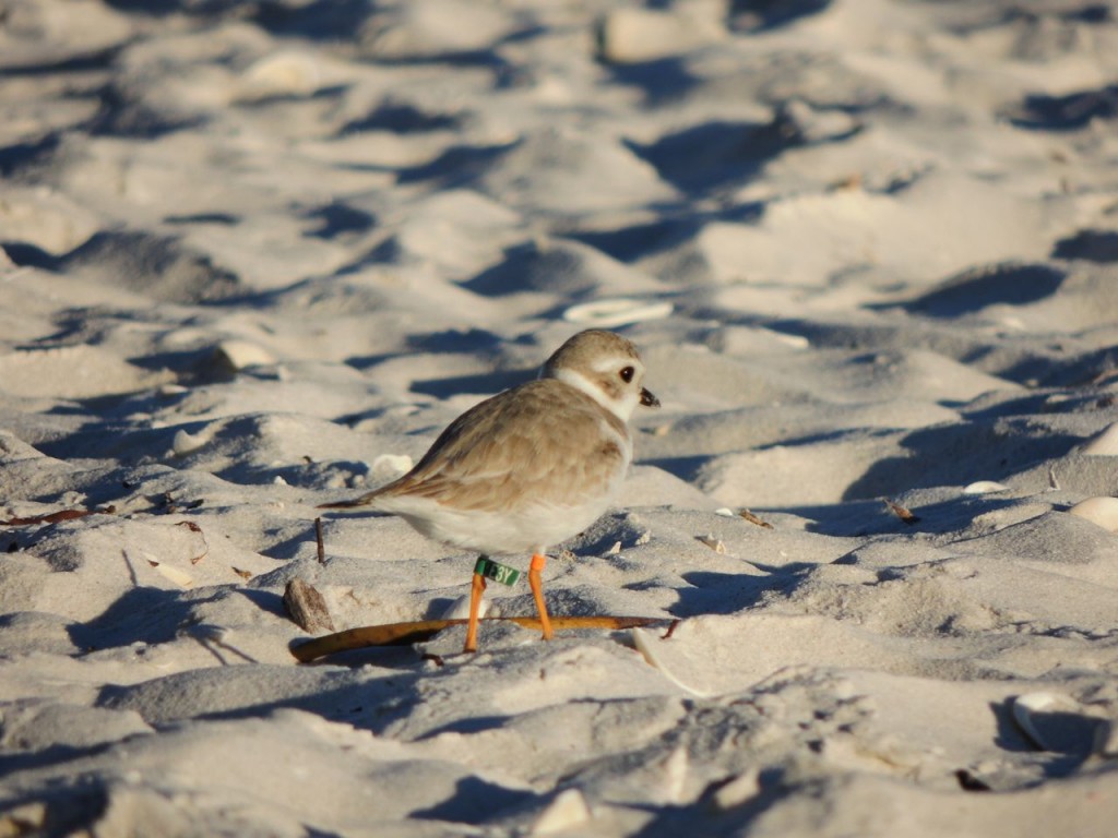 Piping Plover,