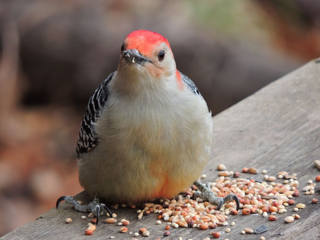 Red-bellied Woodpecker 1-2