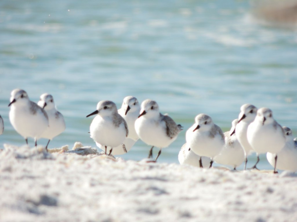 Sanderlings - a bit soft-focus but...