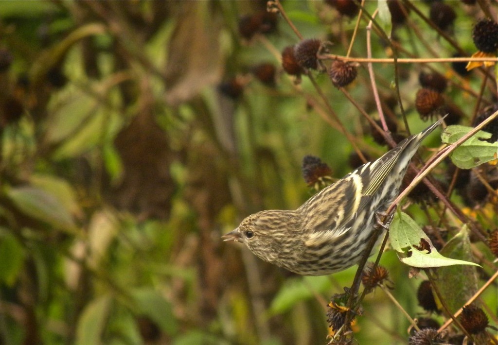 Pine Siskin 17 Oct 2012
