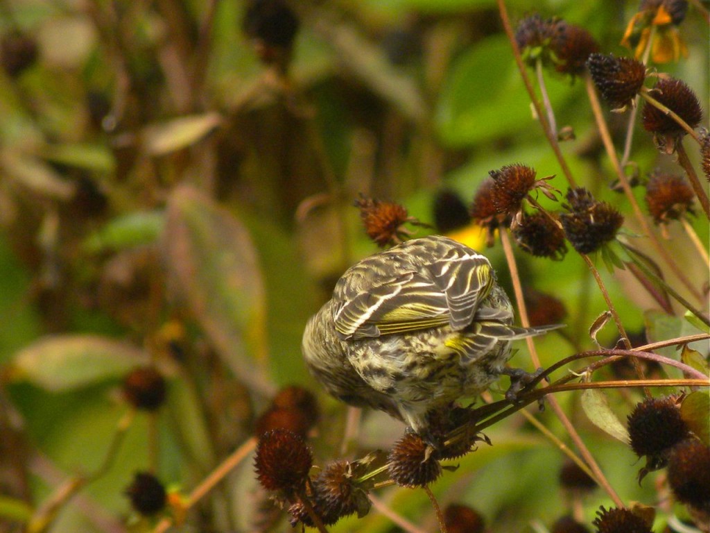 Pine Siskin 17 Oct 2012