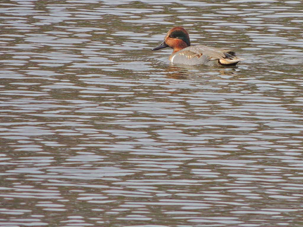 Green-winged Teal. Valley Inn-2