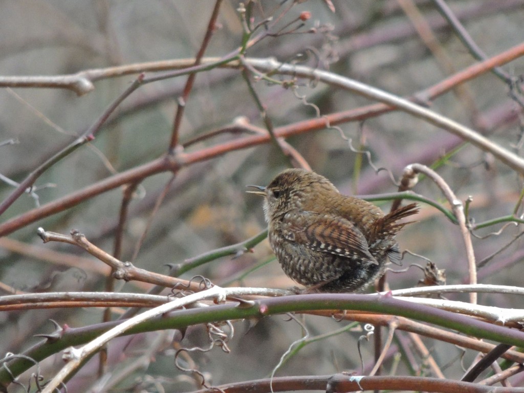Winter Wren
