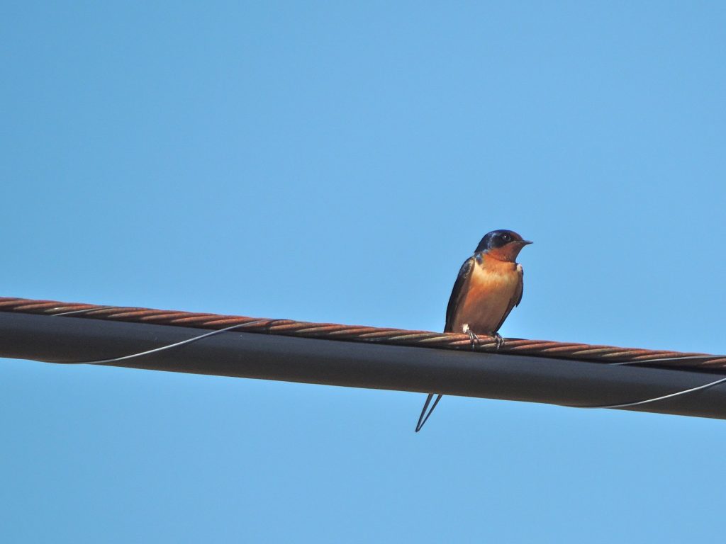 Barn Swallow - just back from Amazonia