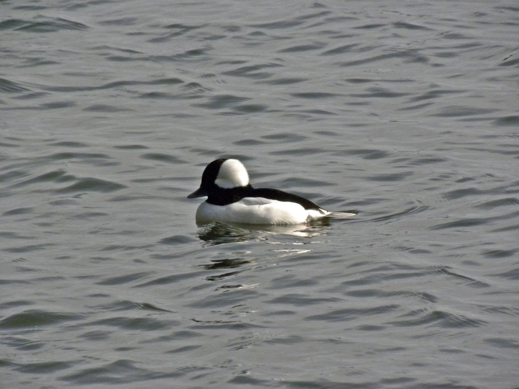 Bufflehead
