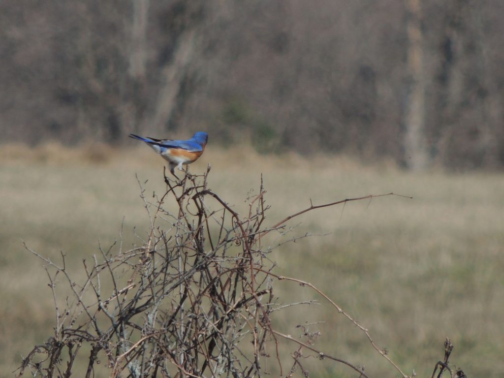 Eastern Bluebird