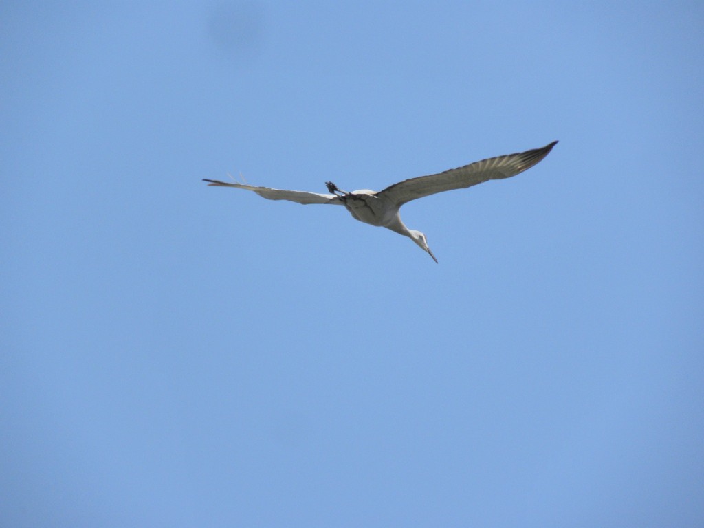 Sandhill Crane - heading north.