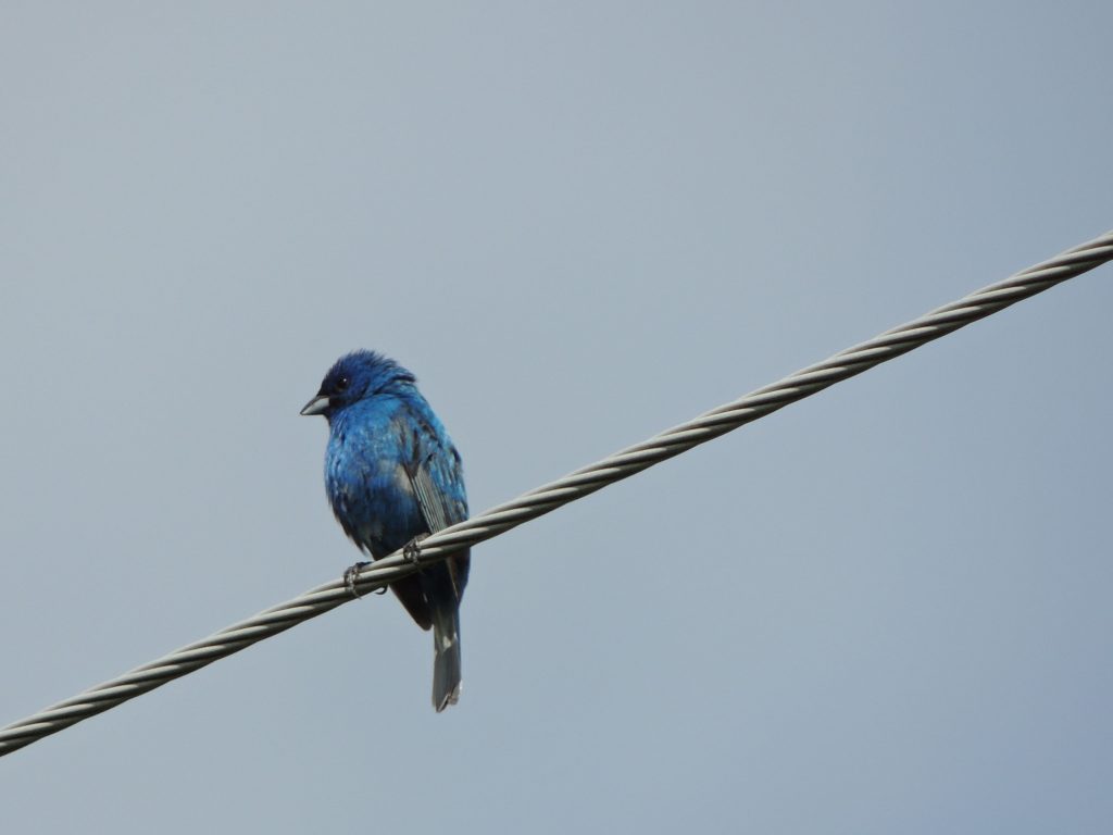 Male Indigo Bunting