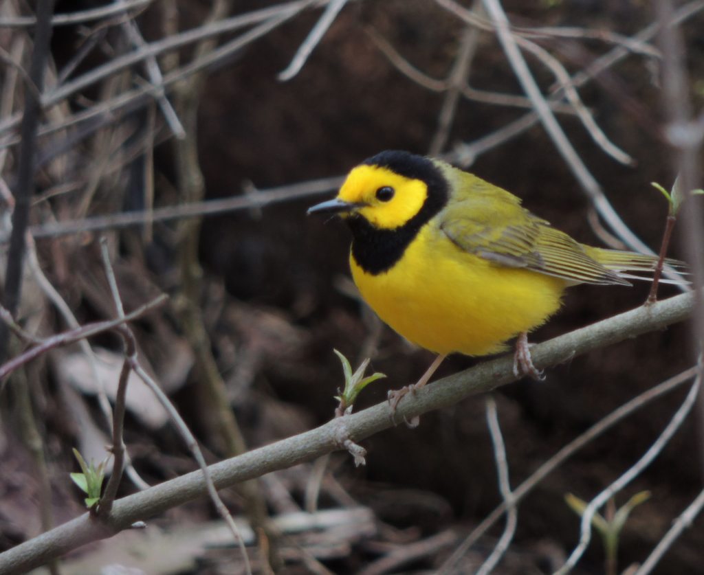 Hooded Warbler
