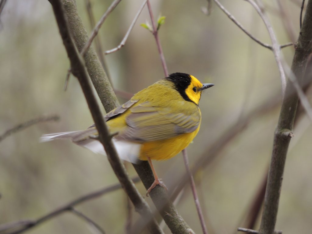 Hooded Warbler