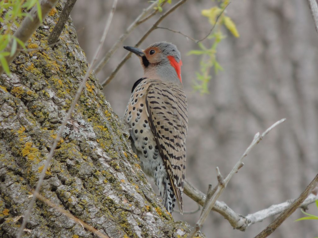 Northern Flicker