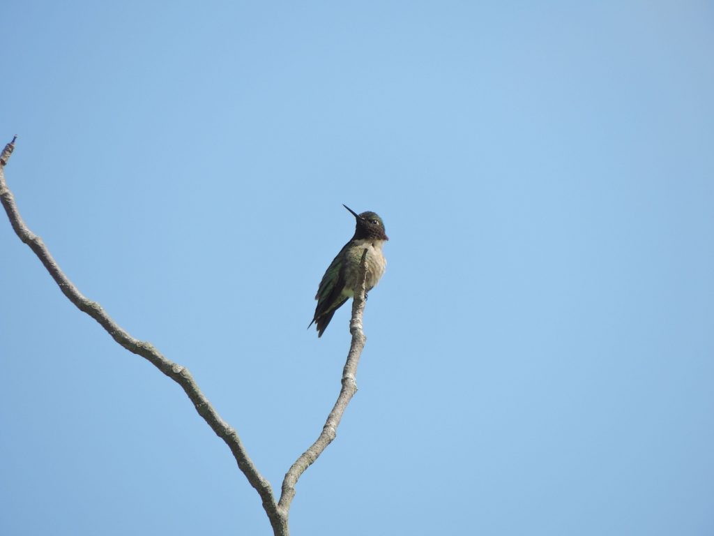 Ruby-throated Hummingbird