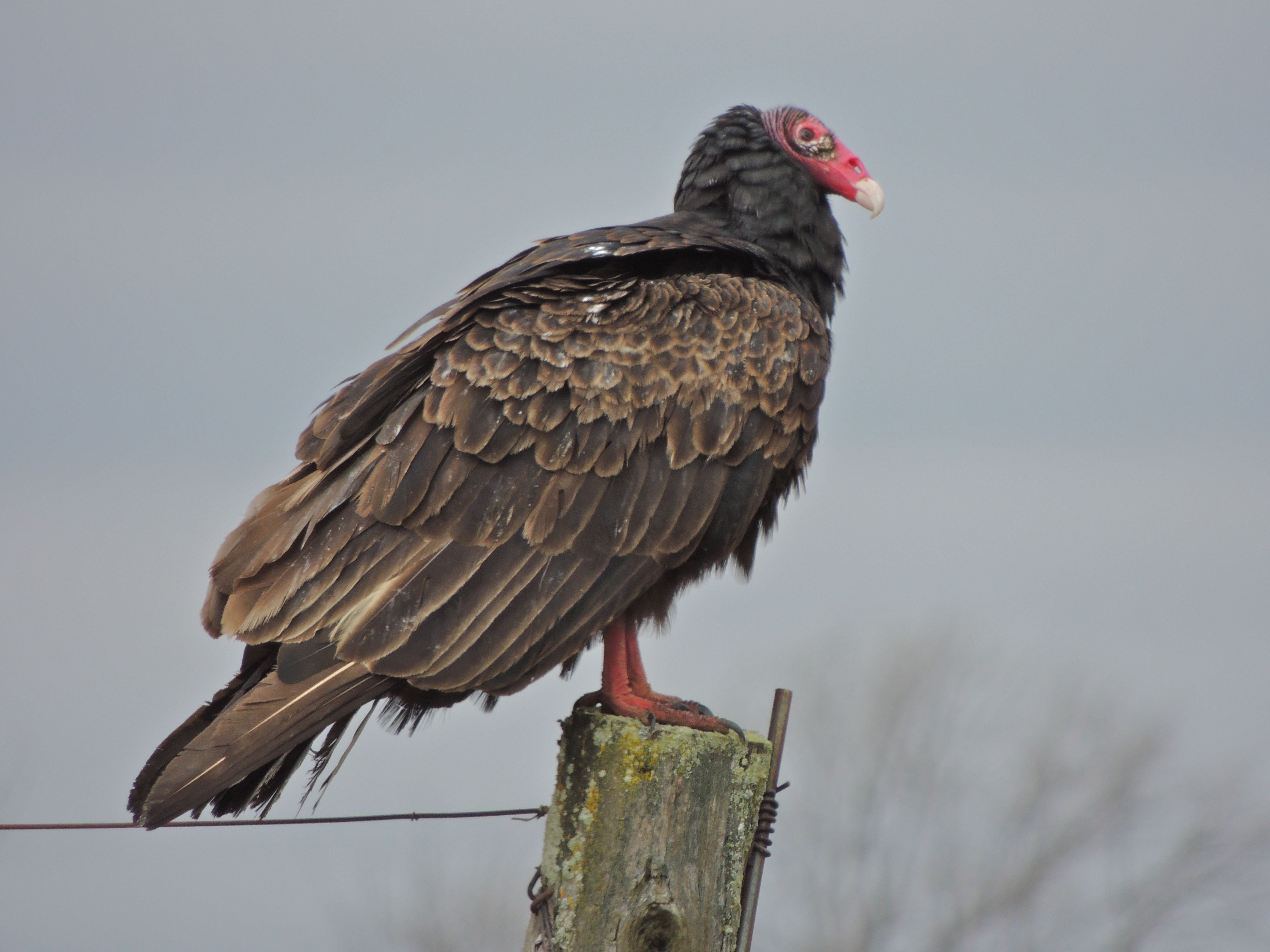 Turkey Vultures 10th Rd E My Bird of the Day