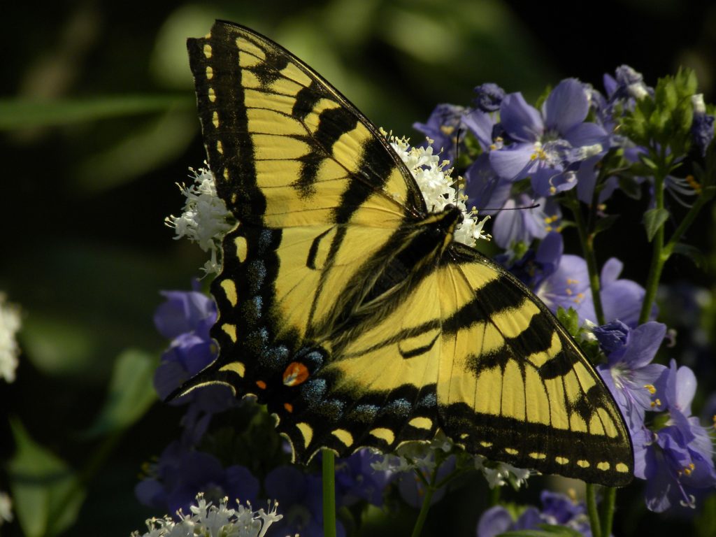 Old world swallowtail. Hurd Ave June 19 2011 My Bird of the Day