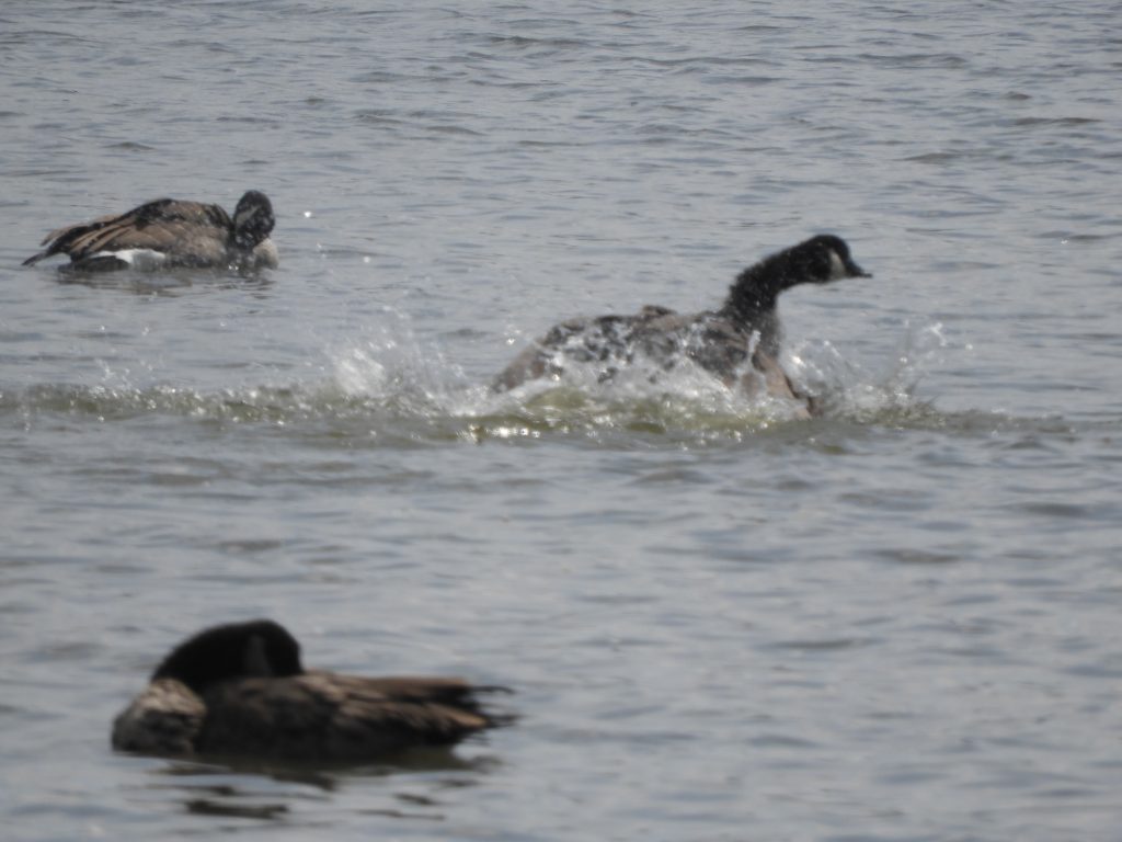 DSCN1462 My Bird of the Day