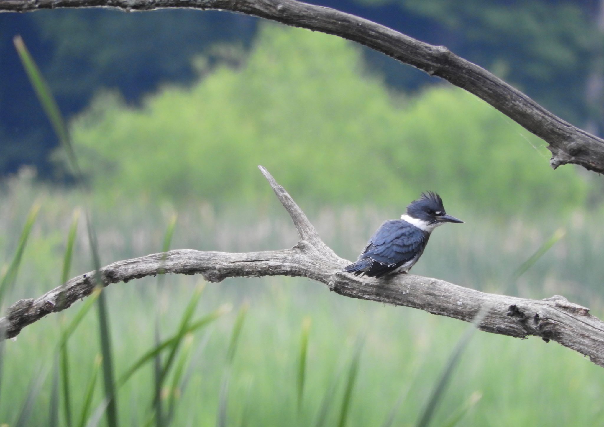My Bird of the Day Ontario Birds, Ontario Birding and my best bird of