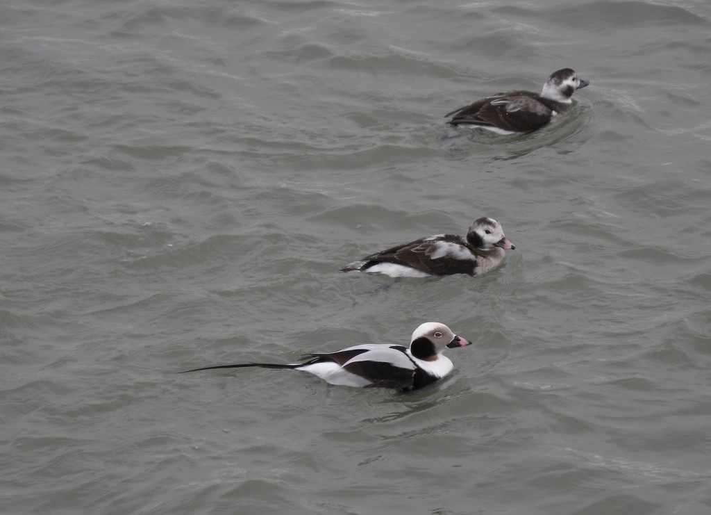 Male and 2 female Long-tailed Ducks