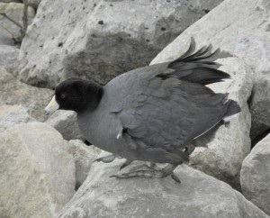 American Coot.  Not often seen out of water, note the spatulate toes