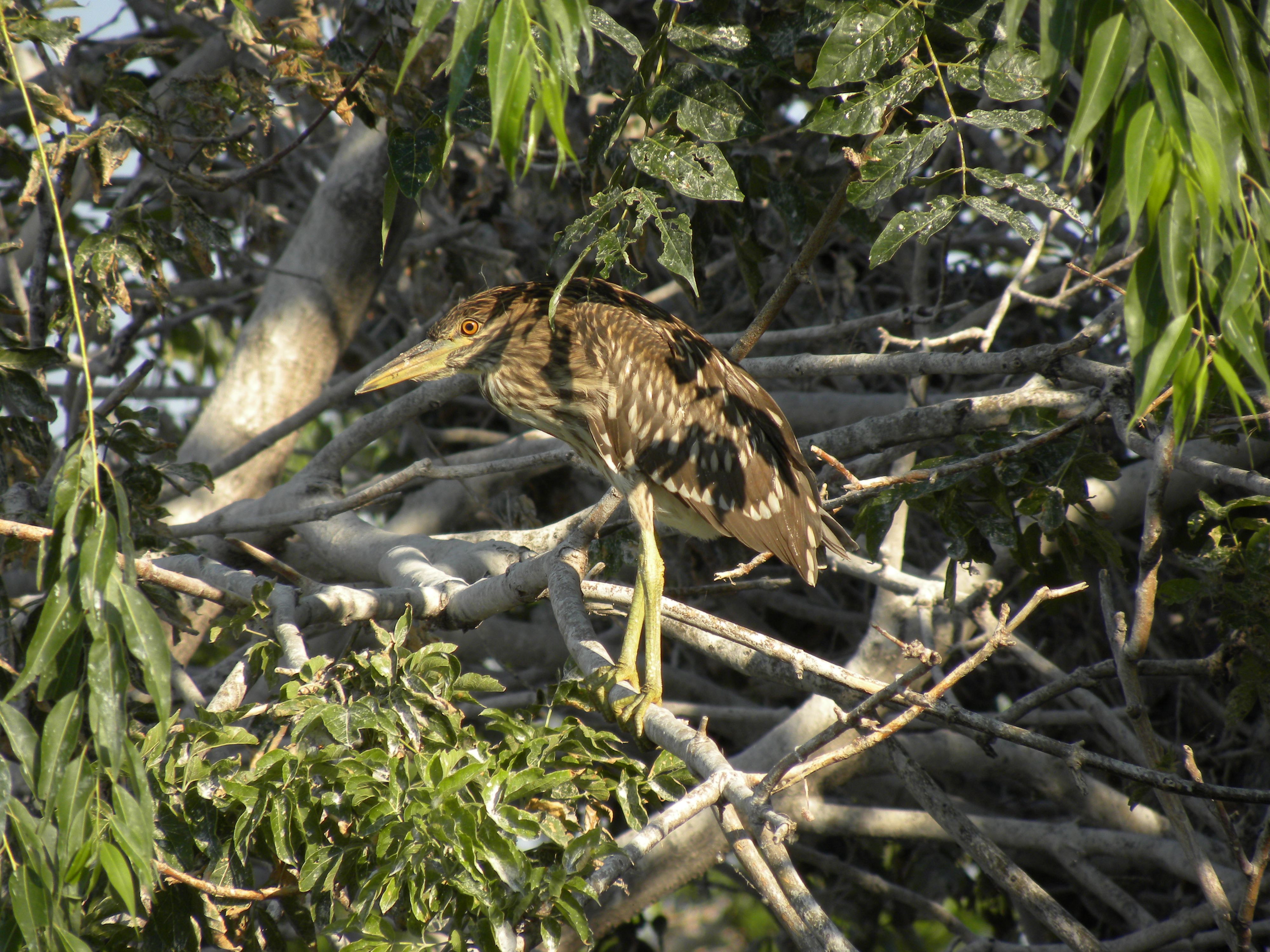 Black-crowned Night Heron juv. Tollgate ponds. Aug 8 2012
