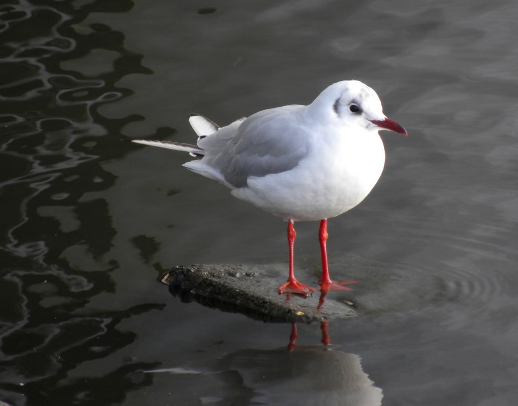Black-headed Gull.  In non-breeding plumage - which is why it does not have a black head. Iceland Sept 2012