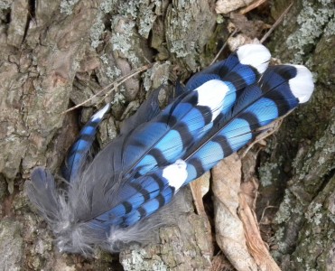 Blue Jay feathers – My Bird of the Day
