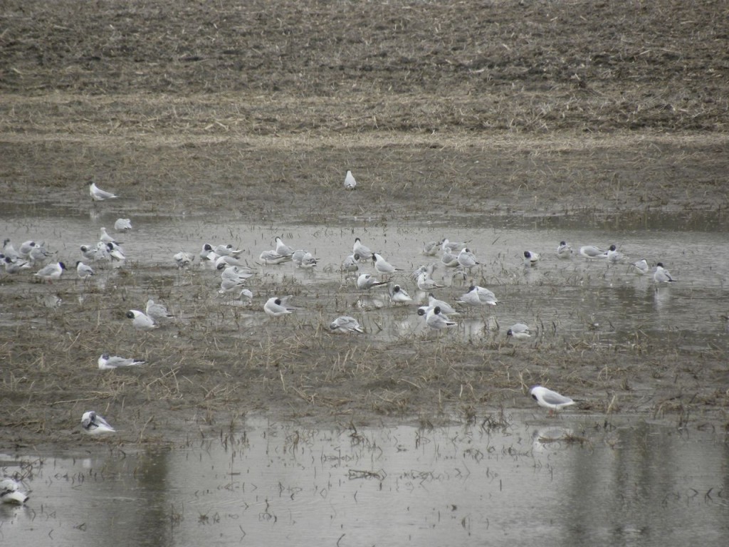 Bonaparte's Gulls, spring migrants taking a break