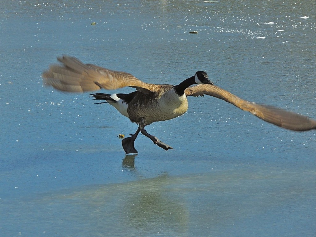 Canada Goose take off on ice