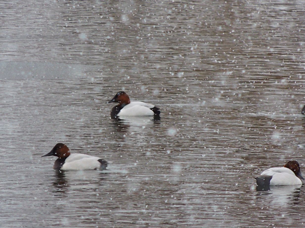 Canvassbacks in Christmas snowstorm