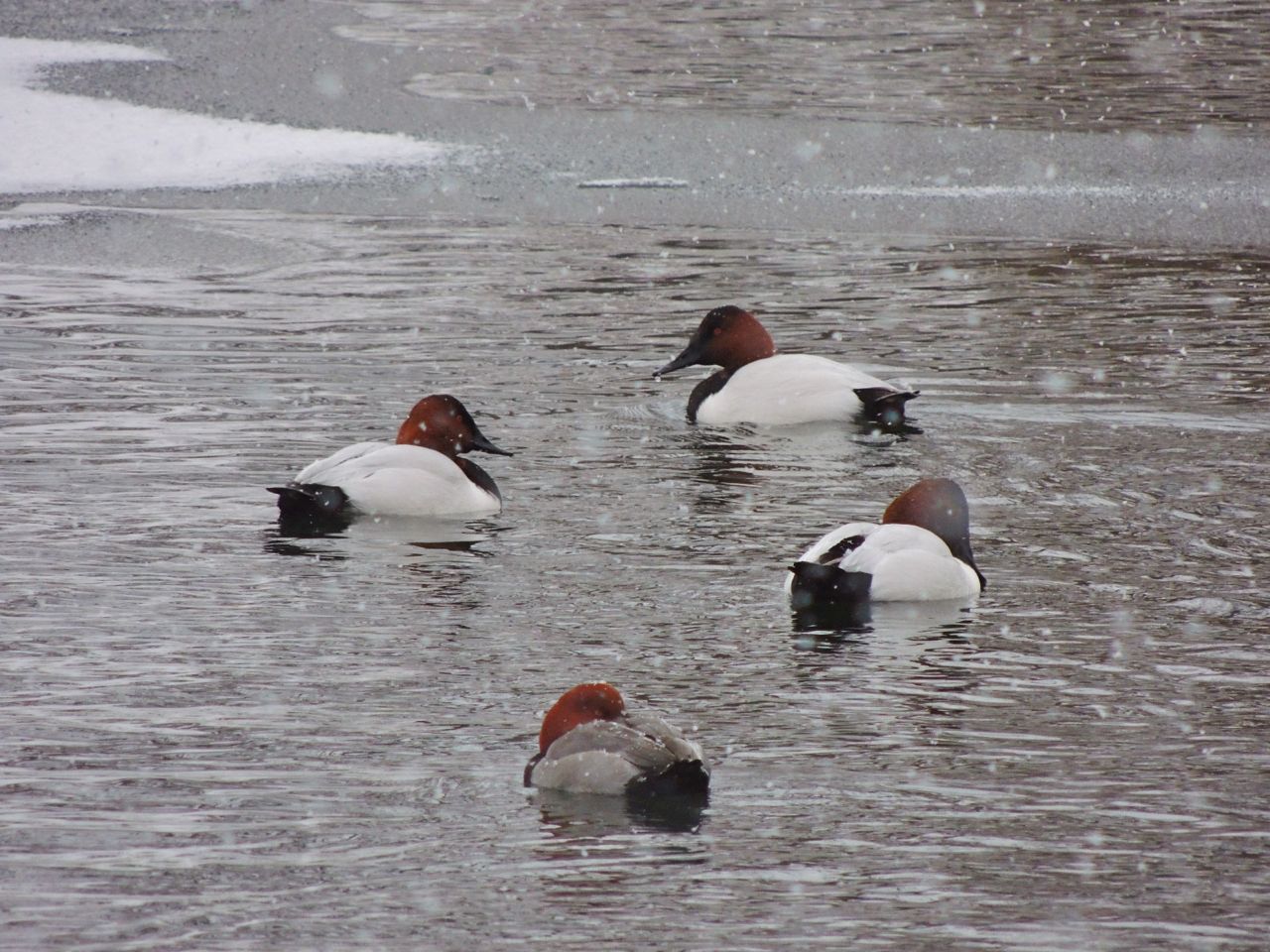 Canvasbacks & a Redhead