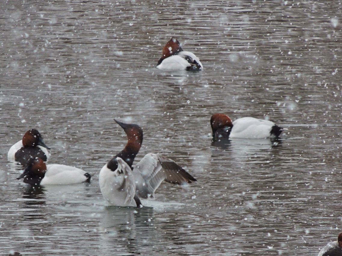Canvasbacks in Christmas snowstorm