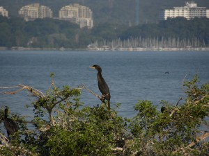 D C Cormorant . Tollgate ponds. Aug 8 2012
