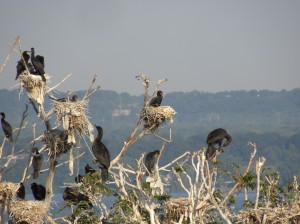 D C Cormorant colony nests. Tollgate ponds. Aug 8 2012