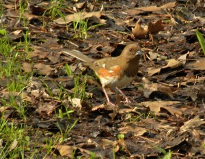 Eastern towhee Rondeau PP. May 23 2011-2