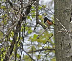 Eastern towhee Rondeau PP. May 23 2011-3