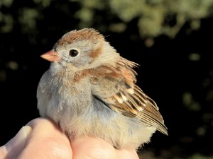 Field Sparrow.  The all-pink bill is a good field mark.