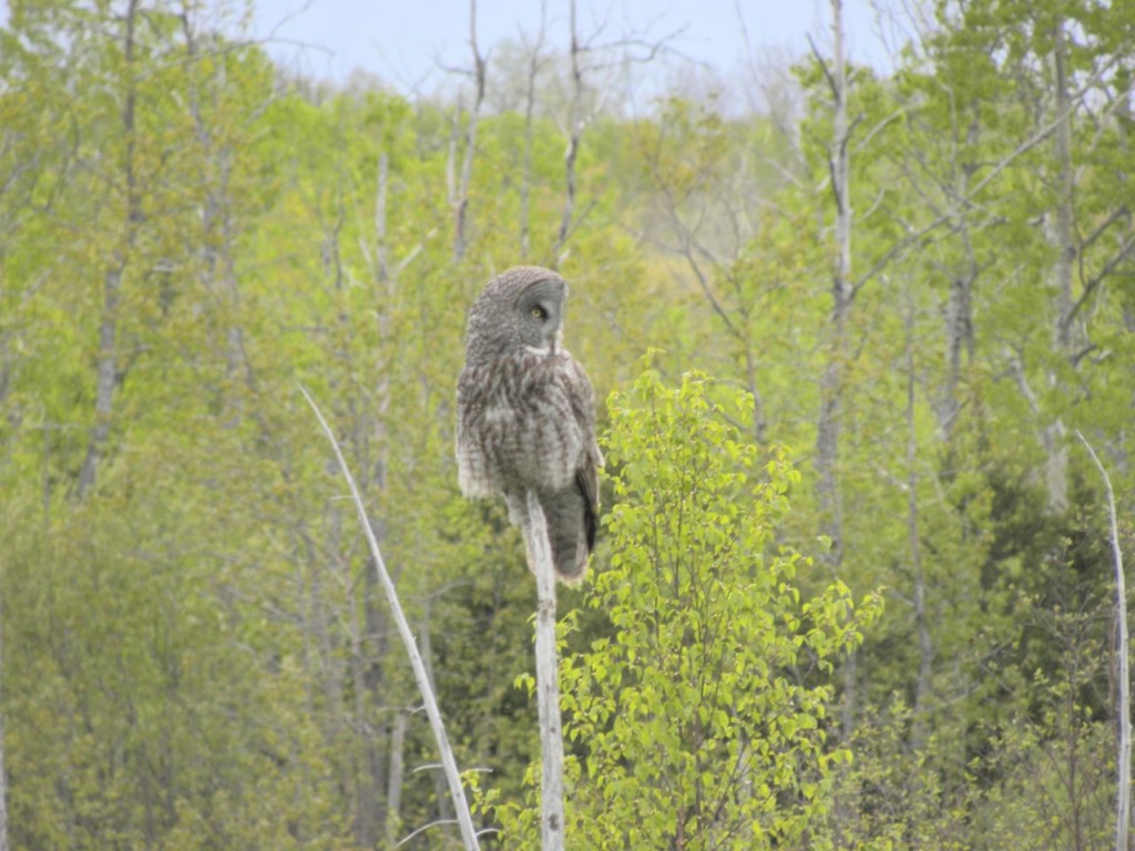 Great Gray owl