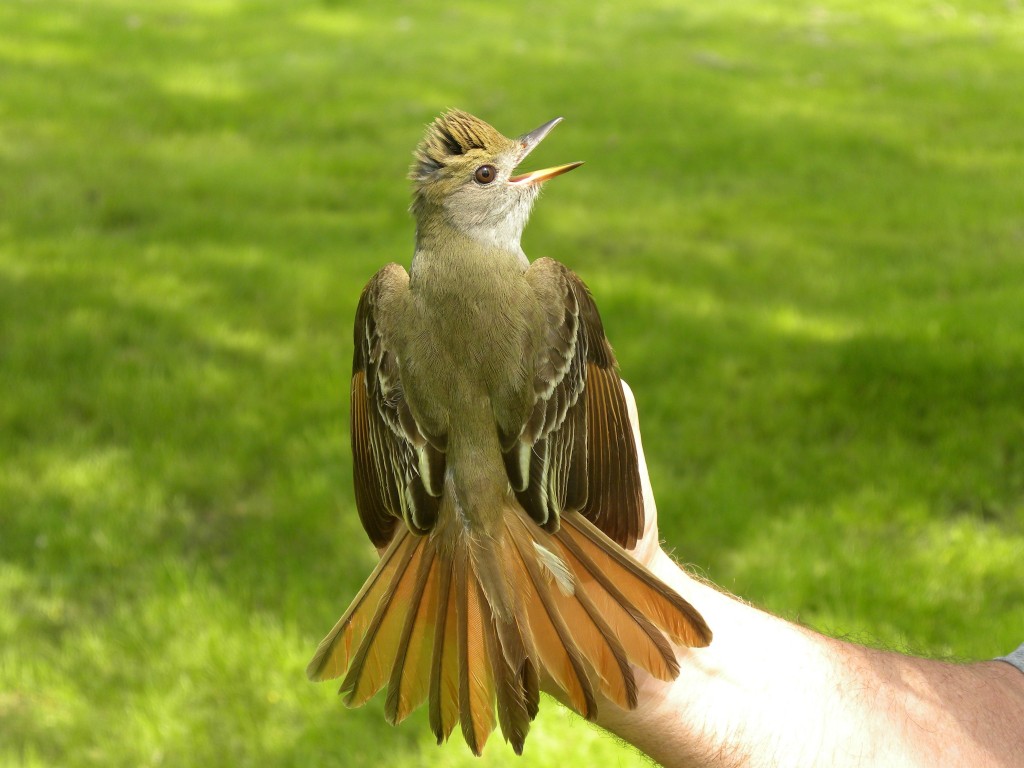 Greatcrested Flycatcher My Bird of the Day