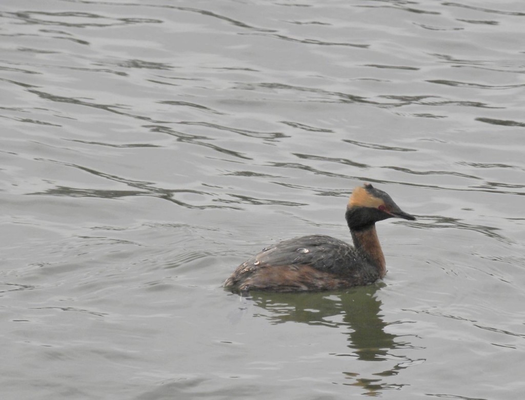 Horned Grebe in breeding plumage