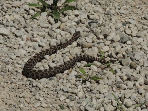 Massasauga Rattlesnake. Nr Cabot Head Bruce Co