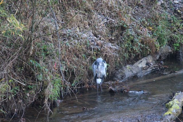 Early Morning Great Blue Heron. Photo: J. Grant