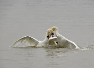 This is not a lovers' embrace.  Quite the opposite, these are male Mute Swans at war