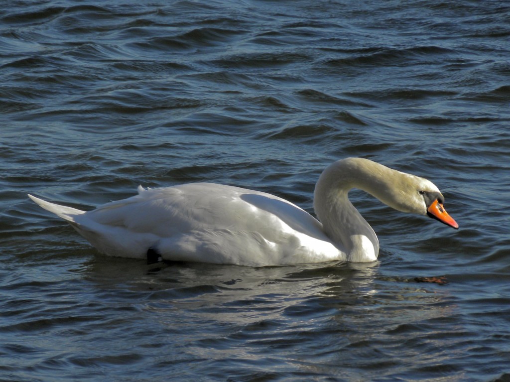 Mute Swan. Dec 13 2012. Note the orange bill- unlike either of the Trumpeter or Tundra San