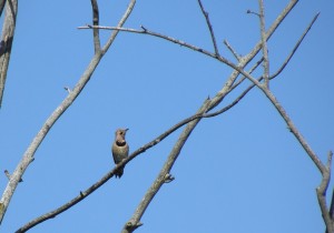 Northern Flicker