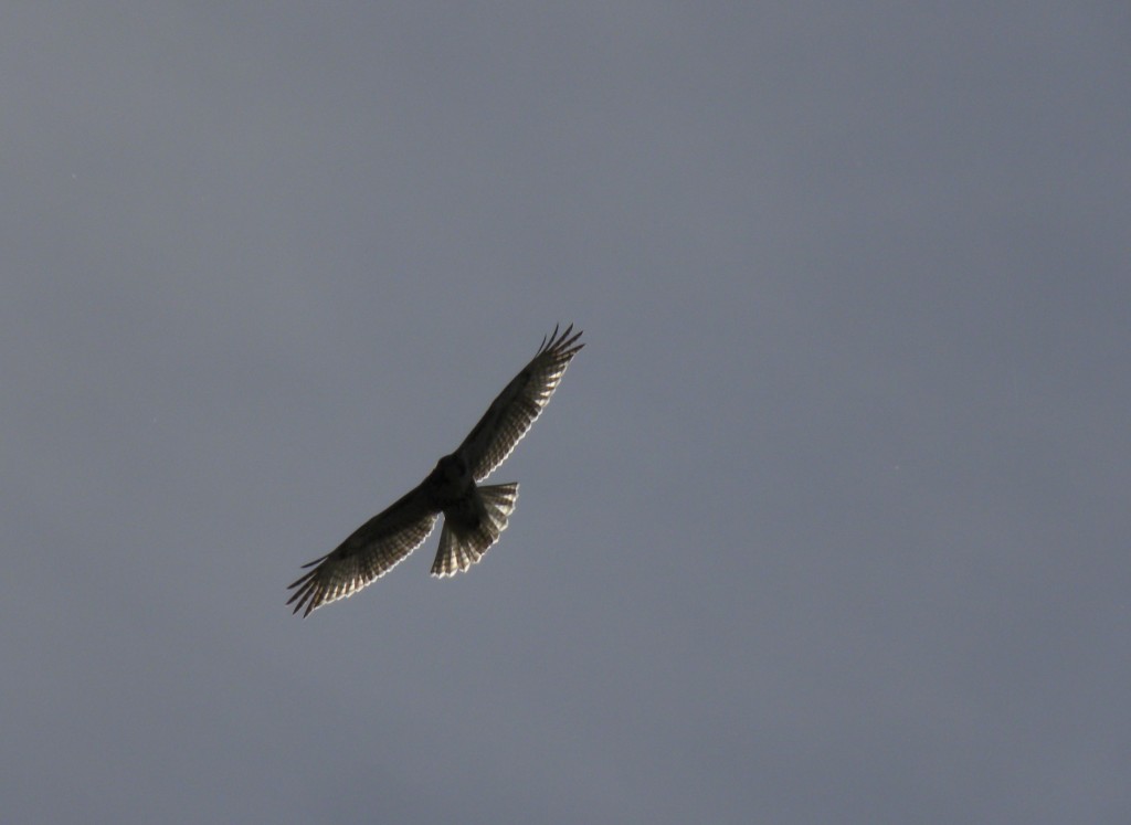 Red-tailed hawk RP 19 Oct 2012